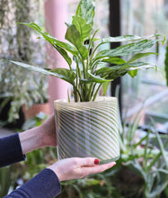 Load image into Gallery viewer, Large Spiral Glass Planter - Green
