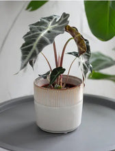 Load image into Gallery viewer, Ceramic Plant Pot
